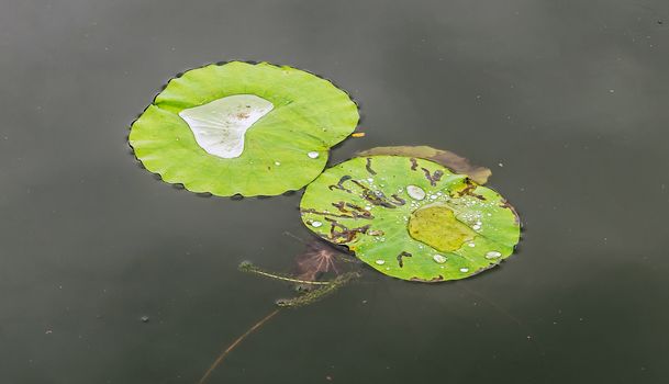 garden pond water drops plant lotus