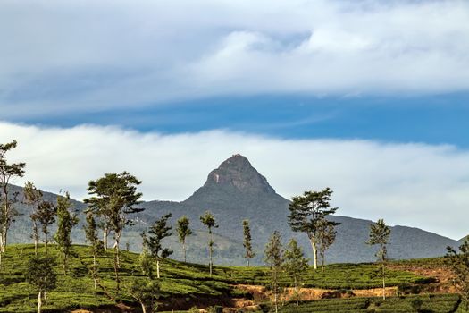 Mountain Adam's Peak temple and highland tea estate Sri Lanka