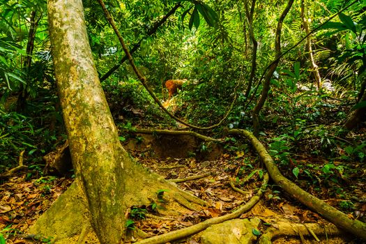 background rainforest wild rainforest nature