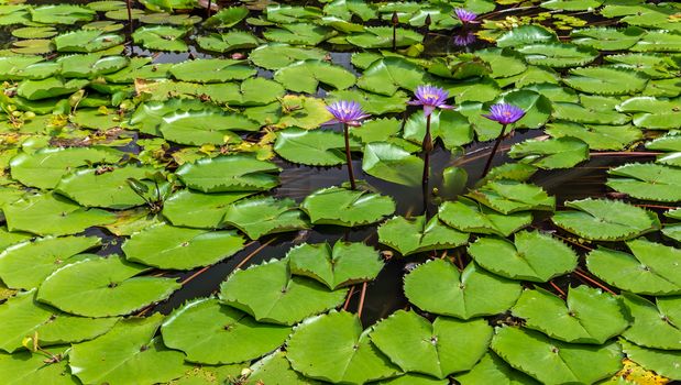 Lotuses green leaf Water lilies background
