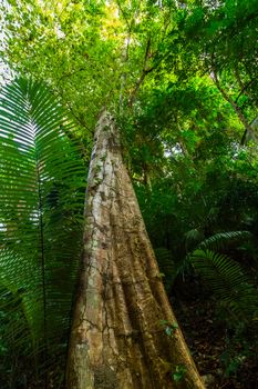 Tropical green leaves background fern palm