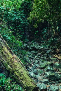 wildlife of tropical forest nature tree plant