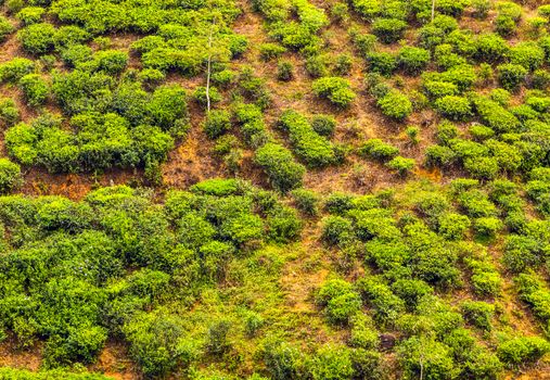 Tea Plantation Agriculture. Green tea bud and fresh leaves. Aerial view Nature green landscape background.