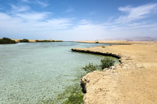 Mangrove channel Avioennia marina sea coast shore. Forest in Ras Mohammed National Park. Sharm el Sheikh, Sinai Peninsula, Egypt.