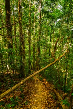background of landscape with deep jungle