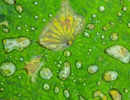 lotus leaves drop green background