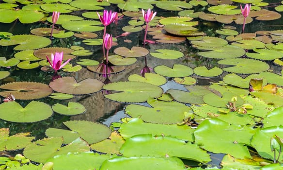 Water Lilies pond surface texture