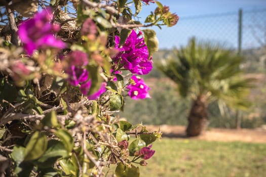 bougainvillea flower on a sunny winter day in Portugal