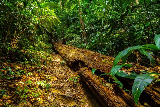 Tropical jungle background rainforest nature
