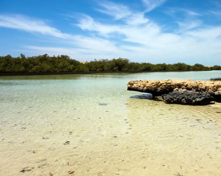 Mangrove channel Avioennia marina sea coast shore. Forest in Ras Mohammed National Park. Sharm el Sheikh, Sinai Peninsula, Egypt.
