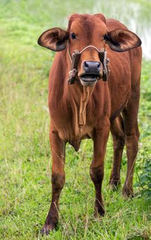 Ox bull animal livestock in the village meadow