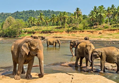 Elephants herd washing attraction river. Pinnawala elephant orphanage, Sri Lanka