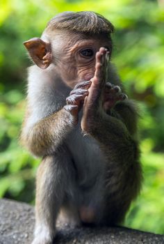 Toque Macaque Monkey infant In Sri Lanka. Macaca sinica with a golden-brown fur.