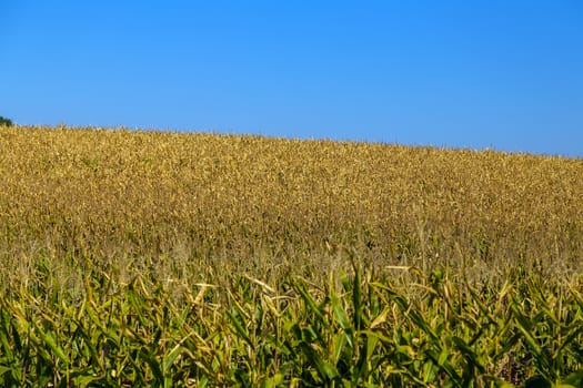 Panorama of Corn grown cob in farmland crop field summer landscape. Agriculture harvest maize with blue sky field of ripe sweetcorn.