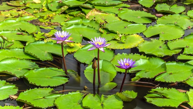 Lotus background green leaf on lake surface