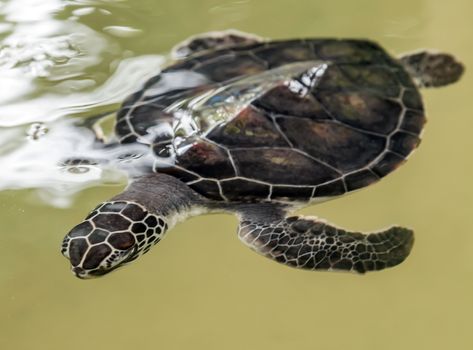 Sea turtle dive in ocean water