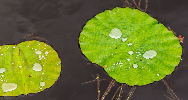Water lilies of a freshwater lake