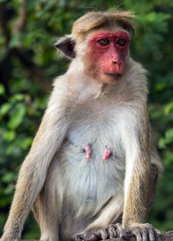 Toque Macaque Monkey In Sri Lanka. Macaca sinica with a golden-brown fur.
