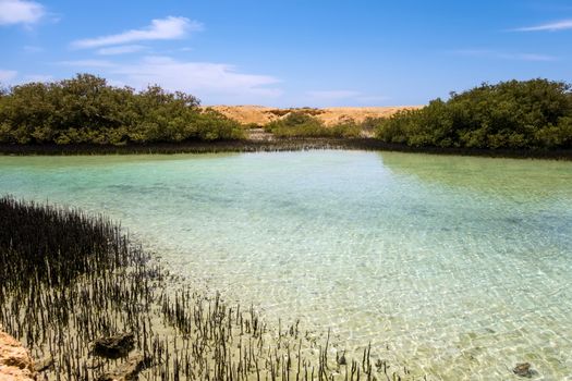 Mangrove channel Avioennia marina azure crystal sea coast shore. Forest in Ras Mohammed National Park. Sharm el Sheikh, Sinai Peninsula, Egypt.