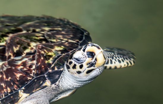 Green turtle underwater Ceylon, Sri Lanka.