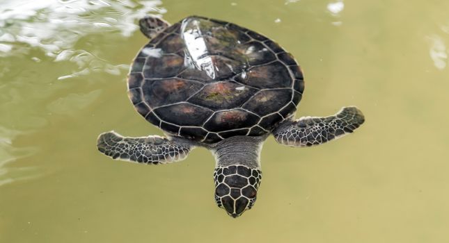 Sea turtle floating water surface