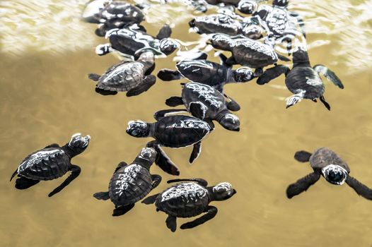Baby sea turtle swimming on ocean water coast of Ceylon, Sri Lanka.