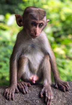 Toque infant Macaque Monkey In Sri Lanka. Macaca sinica with a golden-brown fur.