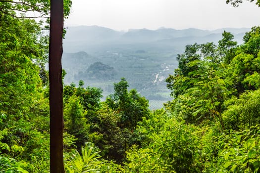 jungle landscape tropical rain forest