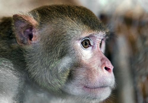 portrait Macaque Monkey face close up, Sri Lanka.