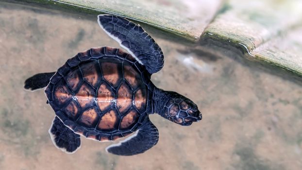 Portrait Baby sea turtle back swimming terrapin in Sri Lanka