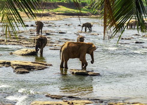 Elephants family bathing in the river farm animals, Sri Lanka