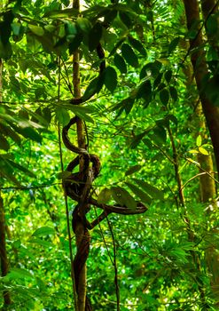 vine plant tropic jungle scene Background