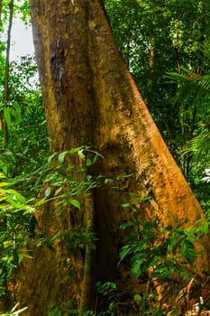 tropical jungle background rainforest nature