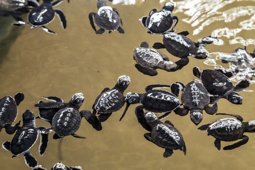Baby sea turtle swimming on ocean water