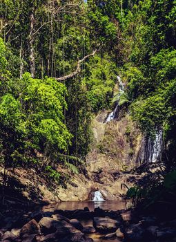 Deep tropical jungles wild rainforest nature