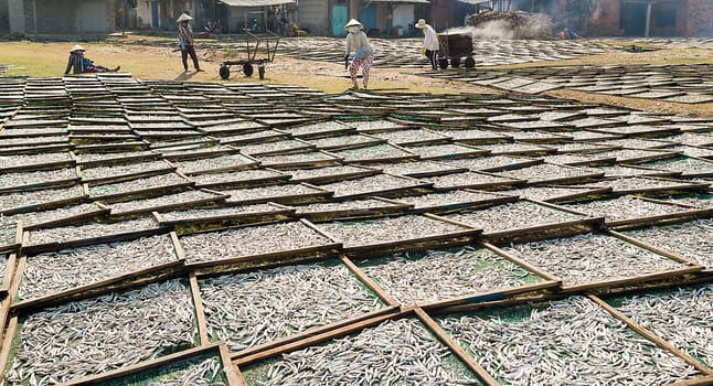 Fermented fish sauce cooking dried fish. Vietnam Mui Ne and Phan Thiet famous for being the home of fish sauce.