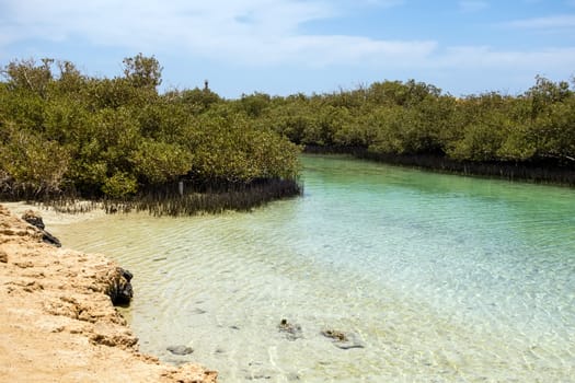 Mangrove channel Avioennia marina sea coast shore. Forest in Ras Mohammed National Park. Sharm el Sheikh, Sinai Peninsula, Egypt.