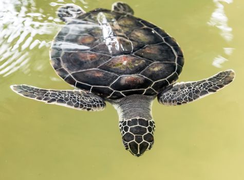 Sea turtle in the Ceylon Sri Lanka island