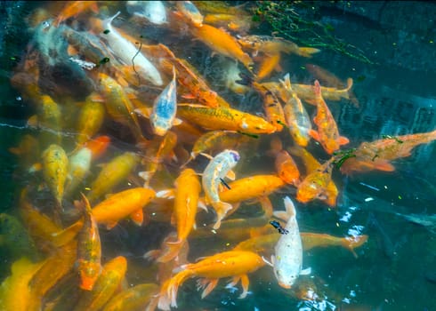Koi Fish Golden carp animal. Japan colored carp japanese Fish swimming in pond top view underwater