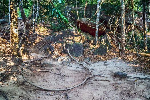 Kbal Spean Closeup big tree root in the jungle Walk ancient Angkor temples. Phnom Kulen in Cambodia, located in the Phnom Kulen mountain massif in Siem Reap Province. Tour of Cambodia's jungles.