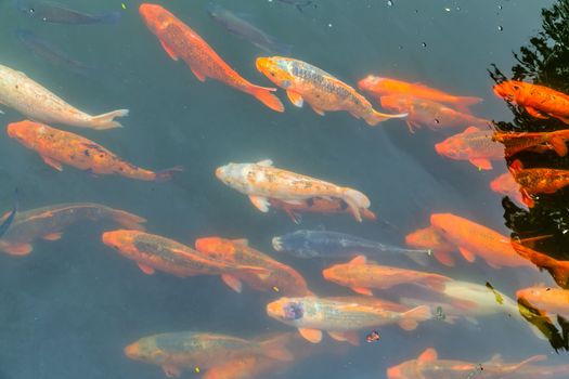 Koi Fish carp animal. Japan colored carp japanese Fish swimming in pond top view underwater