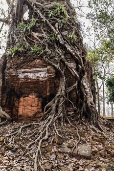Ancient Wooden Roots of big trees Tower Prasat Pram Temple ruins of Koh Ker Siem Reap Cambodia. Angkor Cities and Temples Khmer architecture monument.