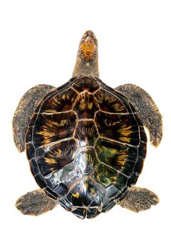 Hawaiian Green turtle Top view Close-up marine animal isolated on white background