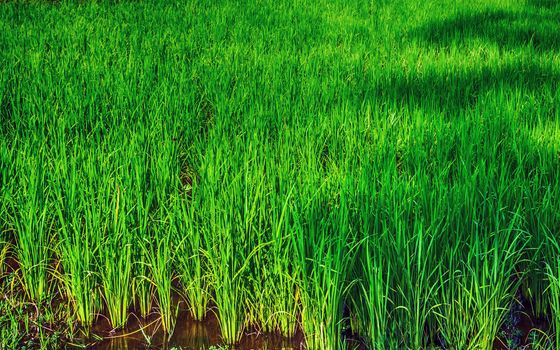 Rice is grown green paddy wet-field agriculture cultivation crops Spring and Autumn period