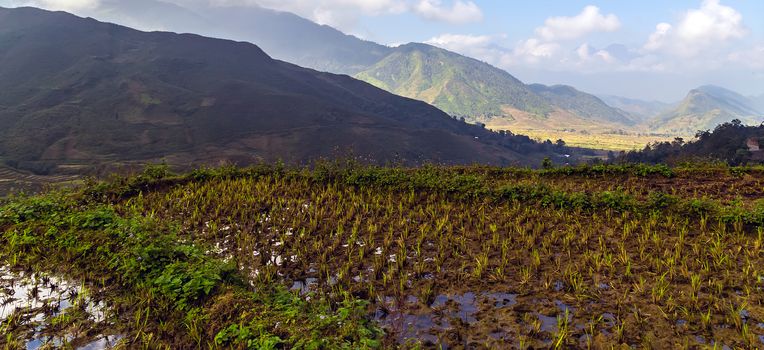 Rolling countryside Landscape view of rice fields panorama, rolling hills