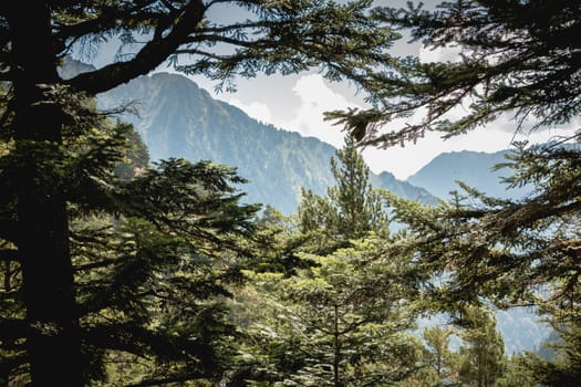 view of the Pyrenees mountains behind the trees in France