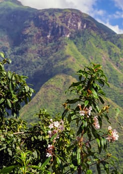 Beautiful green hills with big tree and mountains on the horizon. Summer landscape Sapa, Vietnam.