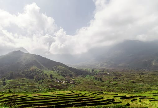 Rice field in valley terraced livestock Natural landscape Sapa, Vietnam.