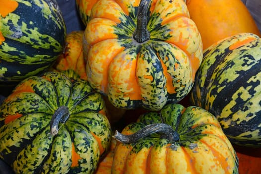 Green and orange colored autumn pumpkins at farmers market