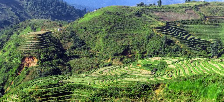 Rice fields on terraced Vietnam landscapes Mountain Pass, Sapa
